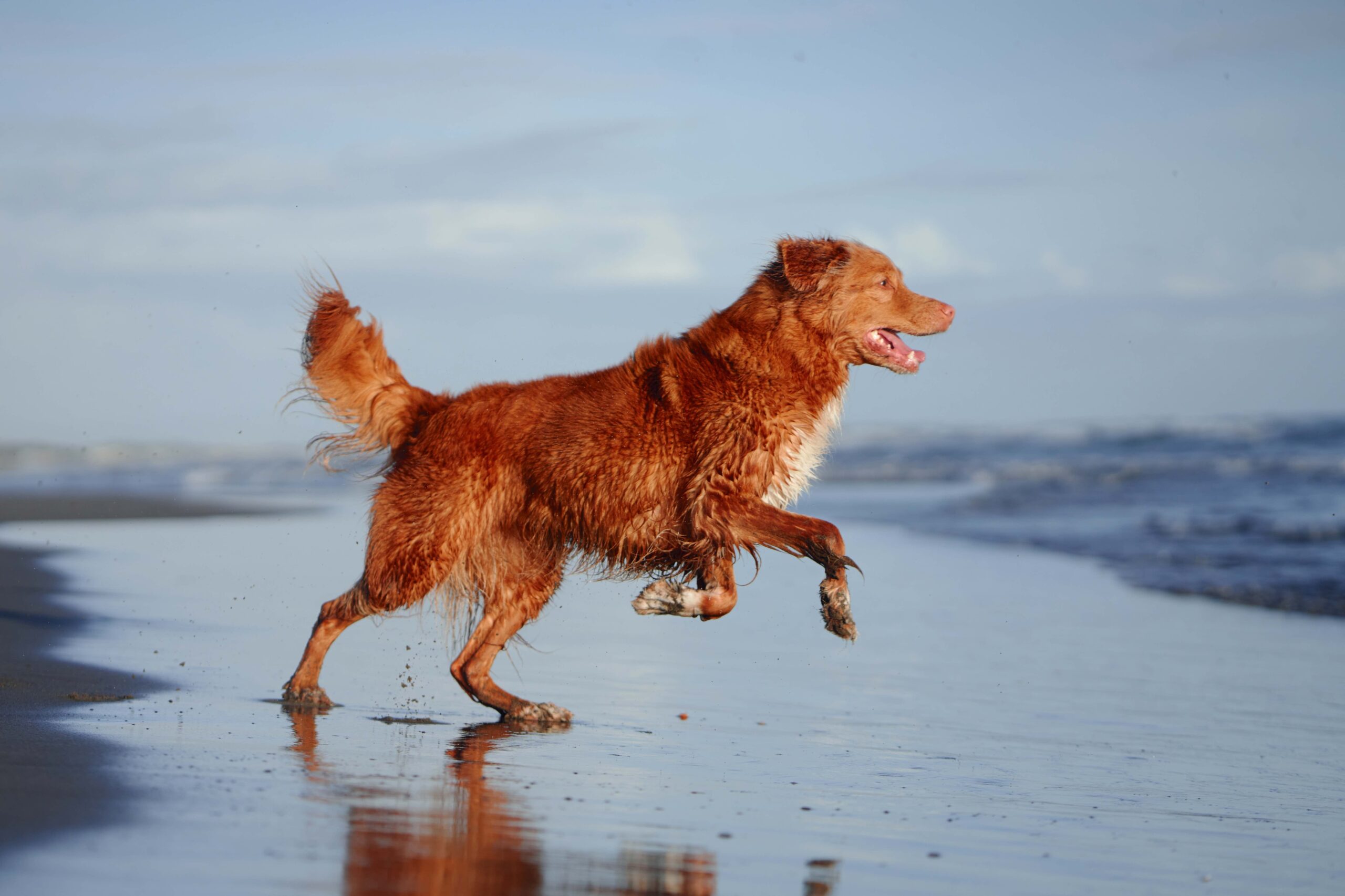 wet nova scotia duck tolling retriever running on a beach
