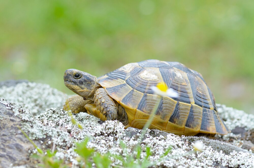 Greek tortoise