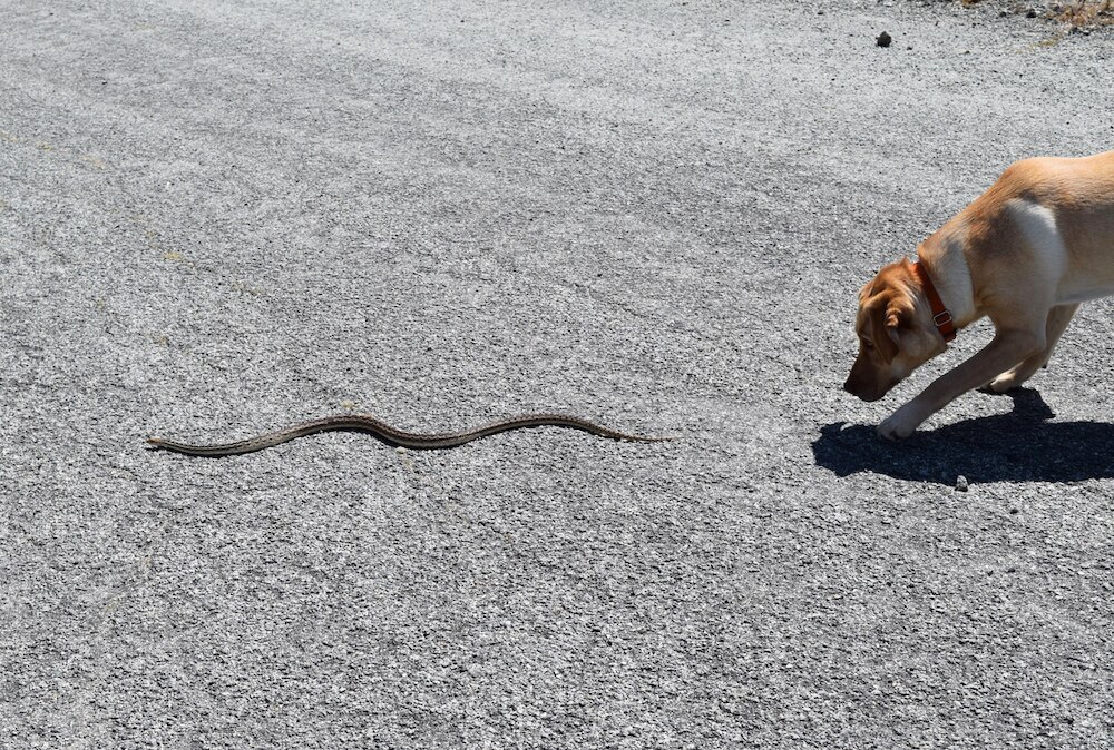 Dog chases snake