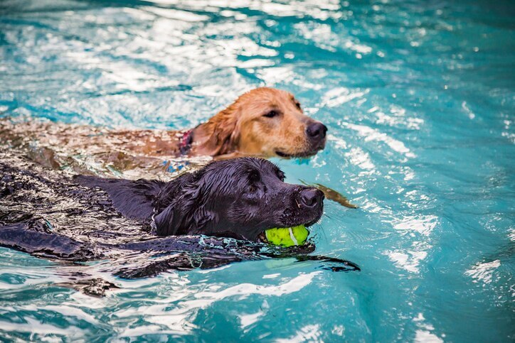 A black and yellow lab swimming in a pool with a tennis ball.