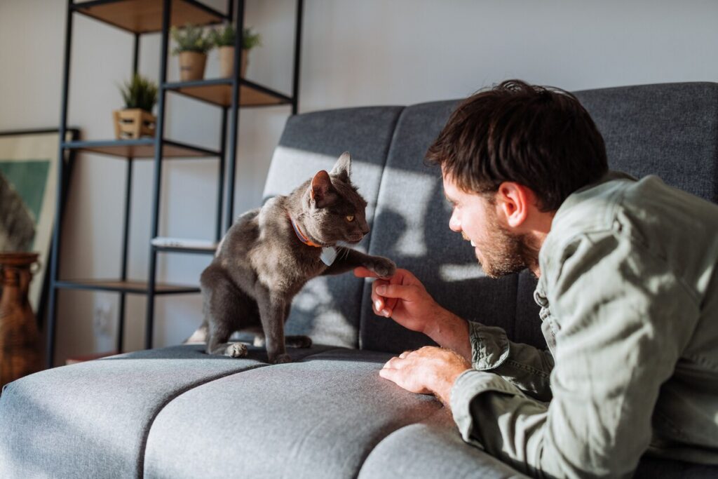 A man plays with his Russian blue cat.