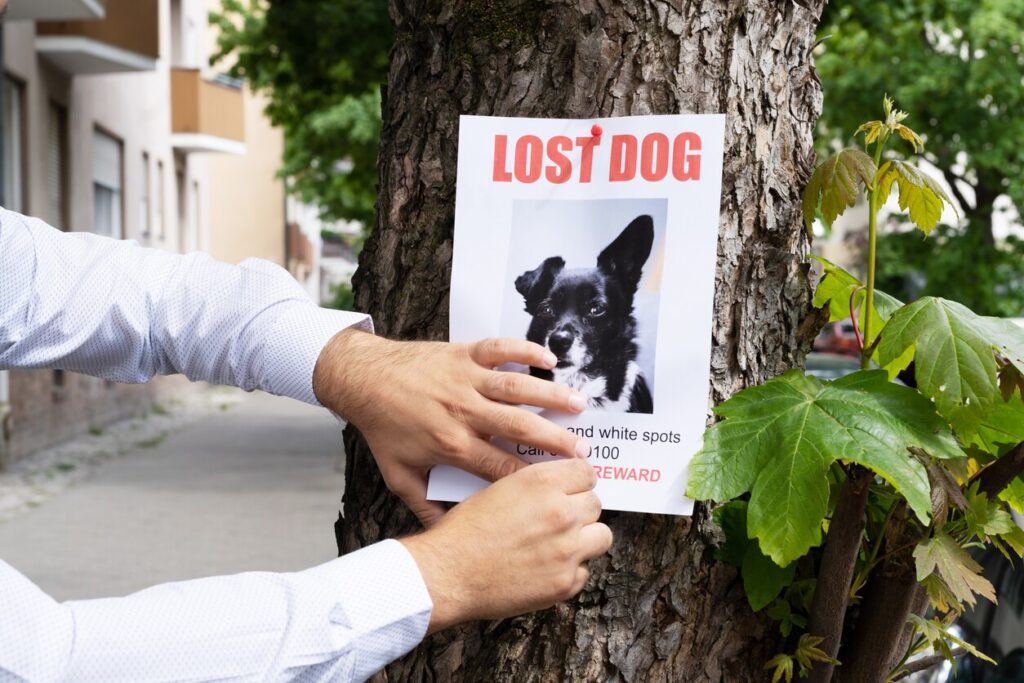 A person puts up a lost dog poster.