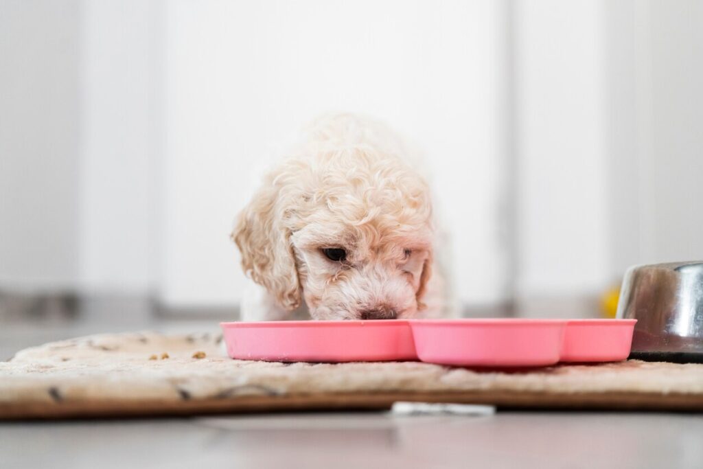 small white dog eating from a pink bowl