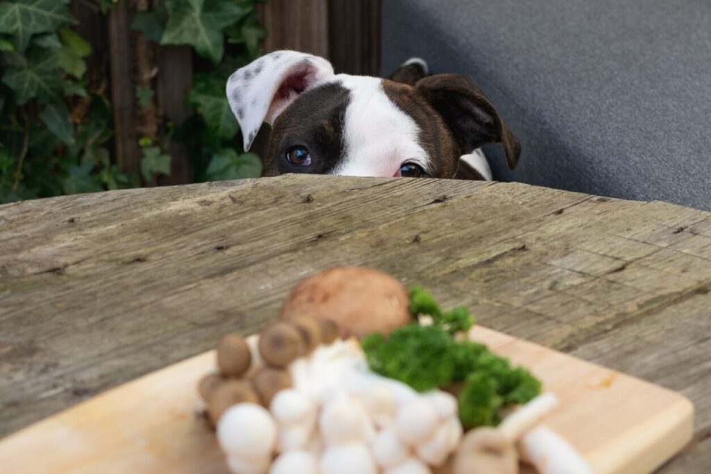 dog looking at mushrooms sitting on table.