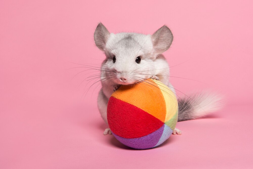 Chinchilla playing with colorful ball, pink background