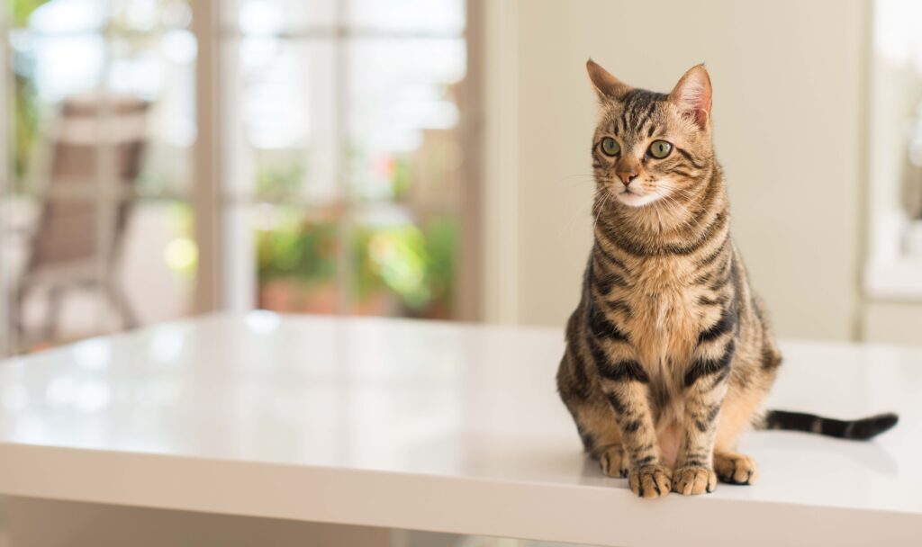 brown tabby cat sitting on the kitchen counter