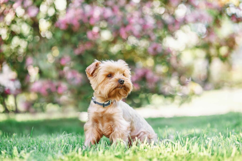 small yorkie dog sitting outside in grass in front of a flowering bush