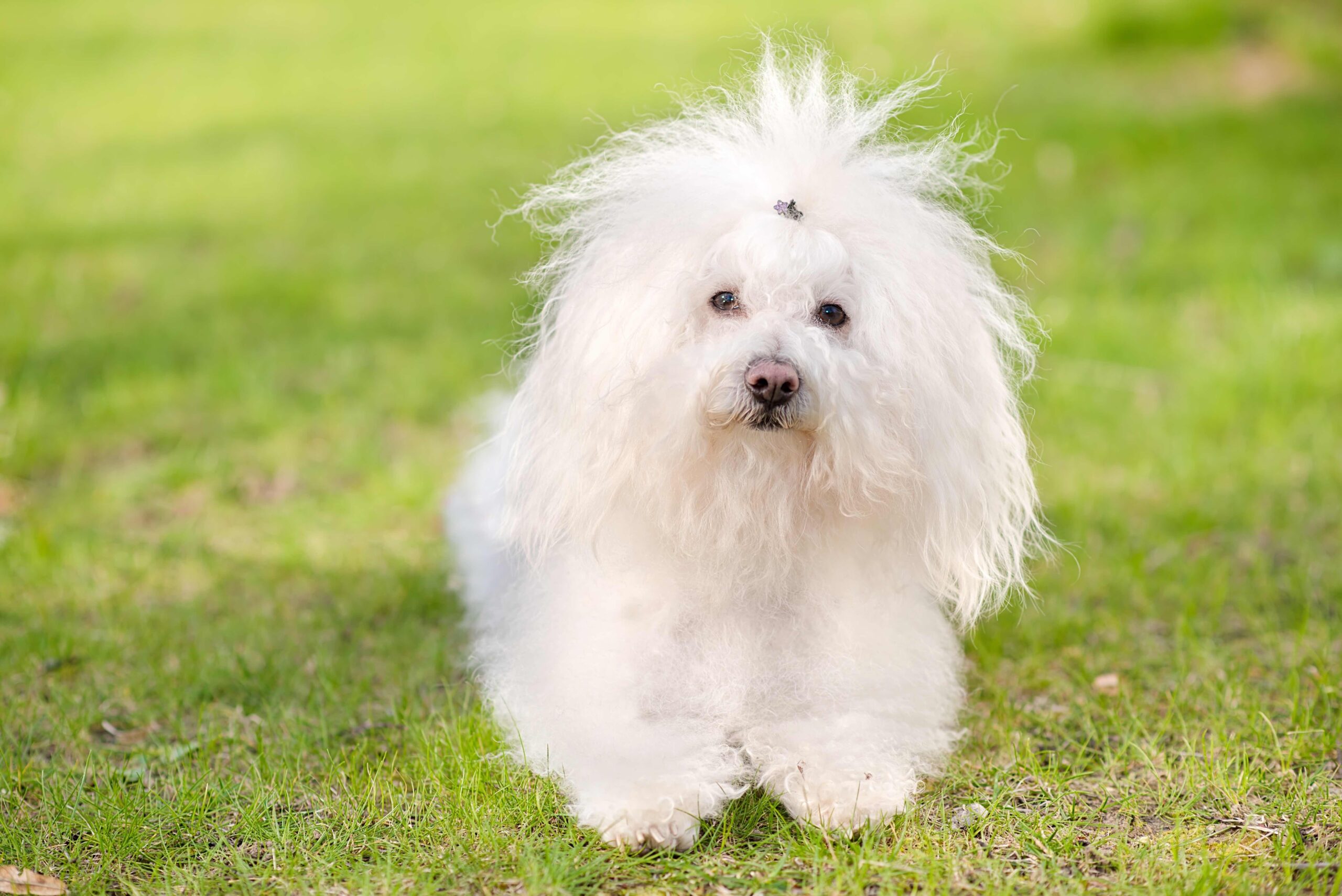 white bolognese dog sitting in grass
