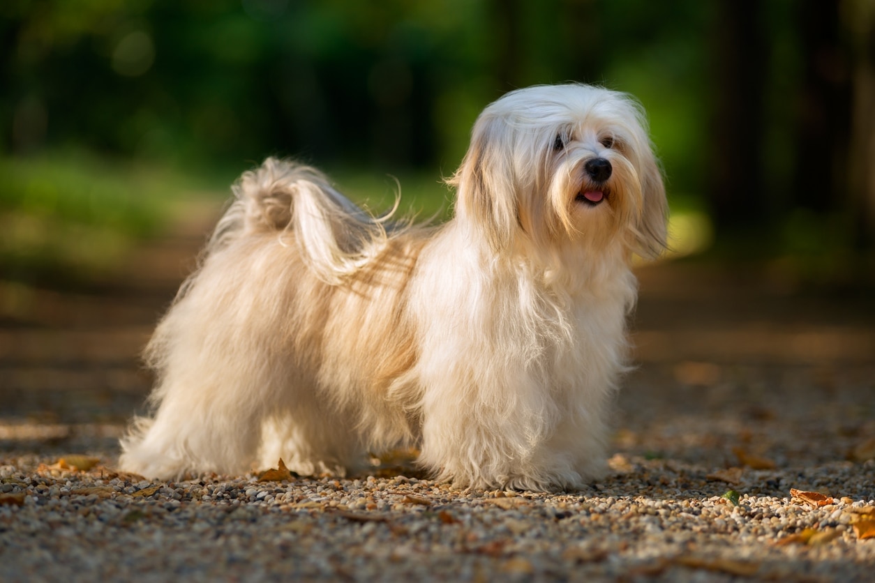 havanese dog standing outside