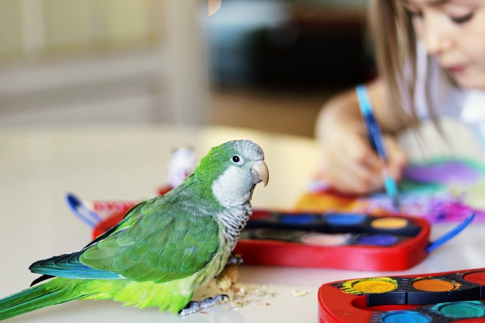 A green Quaker Parakeet sitting with a small girl who is coloring