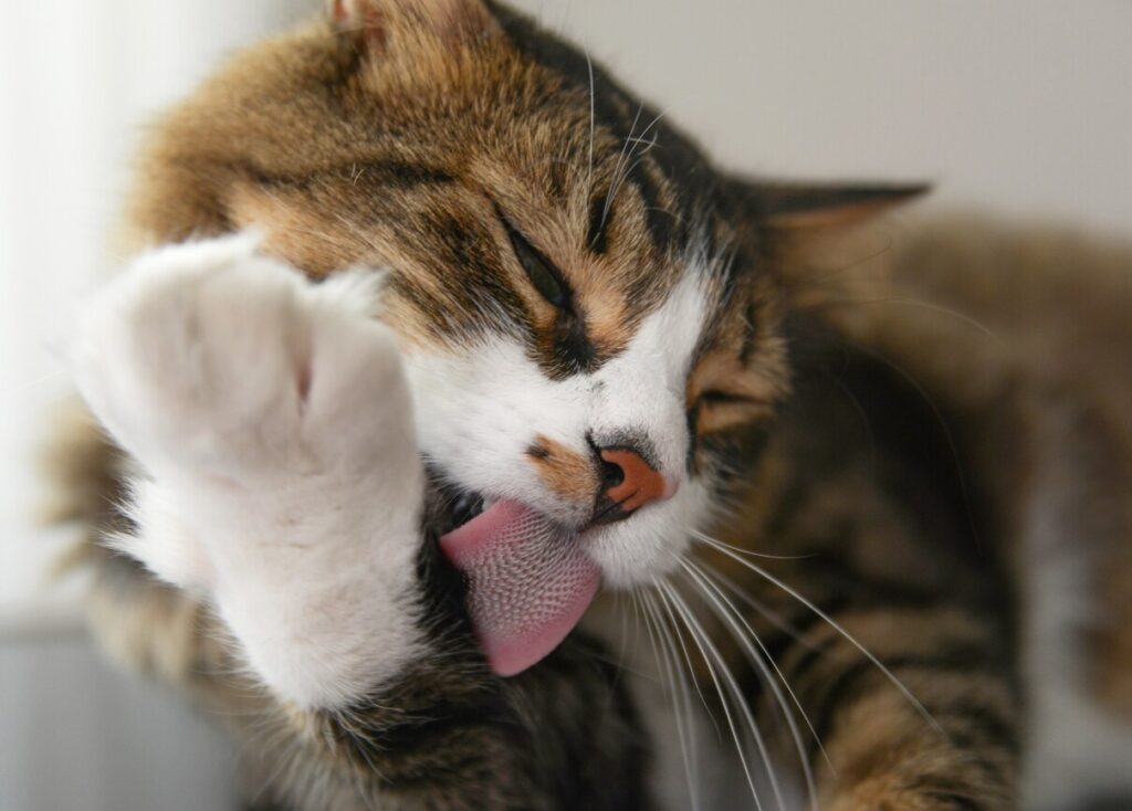 A cat licks their paw.