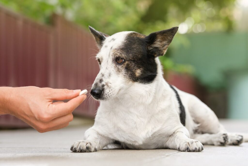 A pet parent gives their pup a pill.