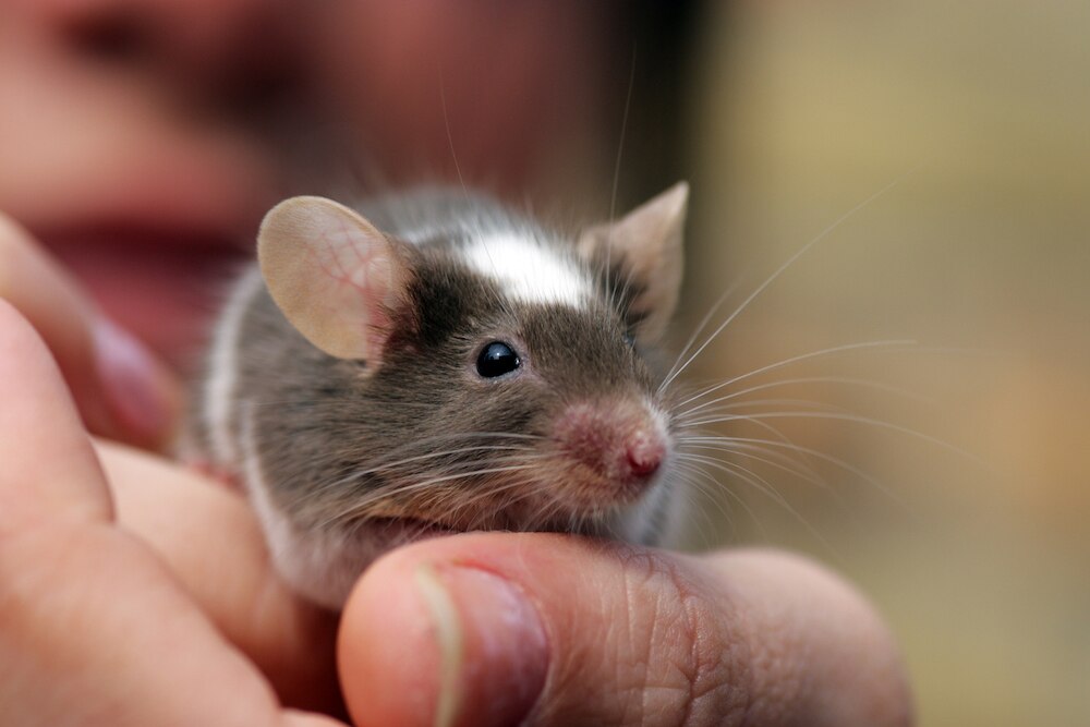 Pet mouse closeup