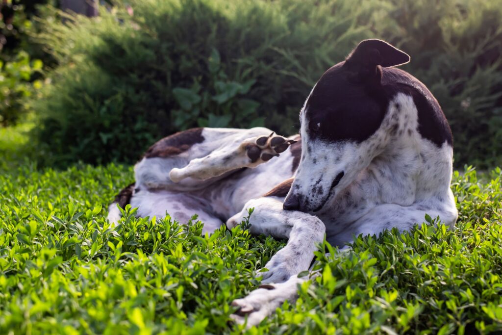 Dog itching and chewing self. Signs of dog skin allergies include excessive scratching, licking and chewying.