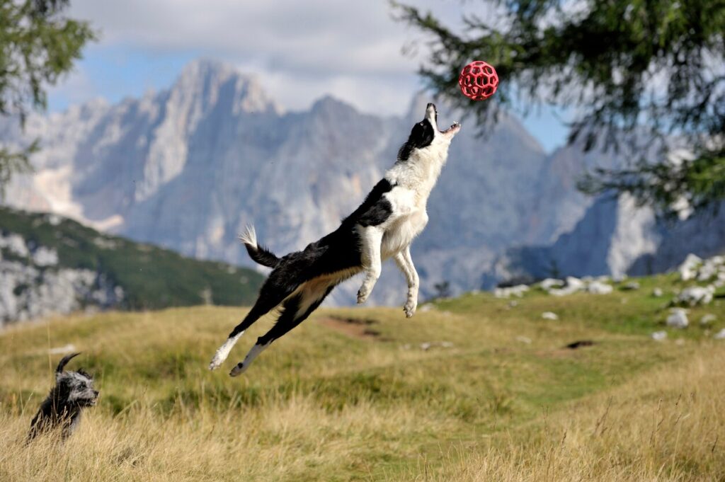 A border collie jumps to catch a ball.