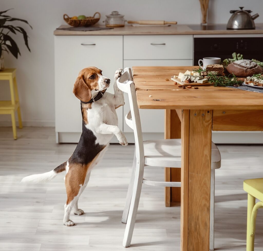 beagle standing up on hind legs looking at the kitchen table