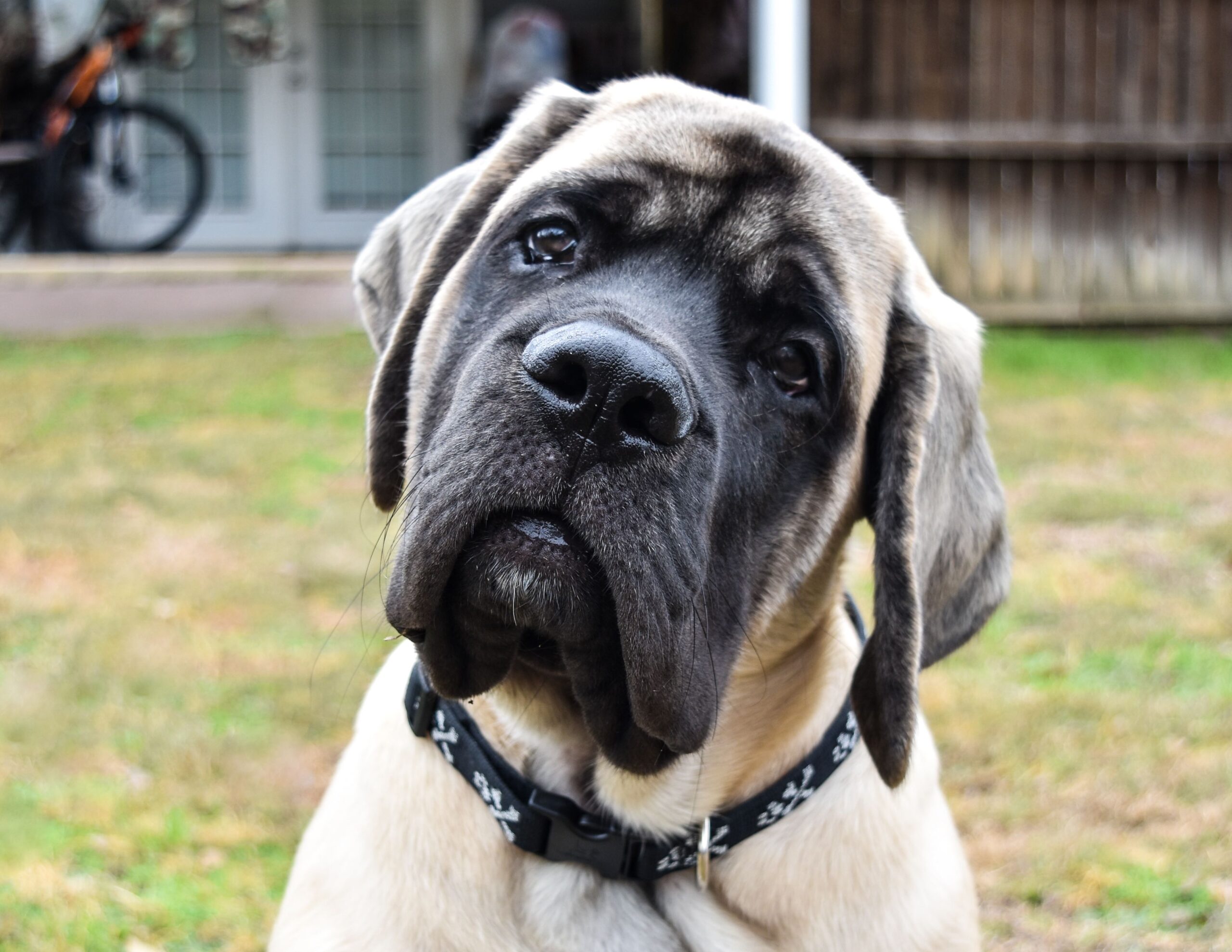 close-up portrait of an english mastiff's face