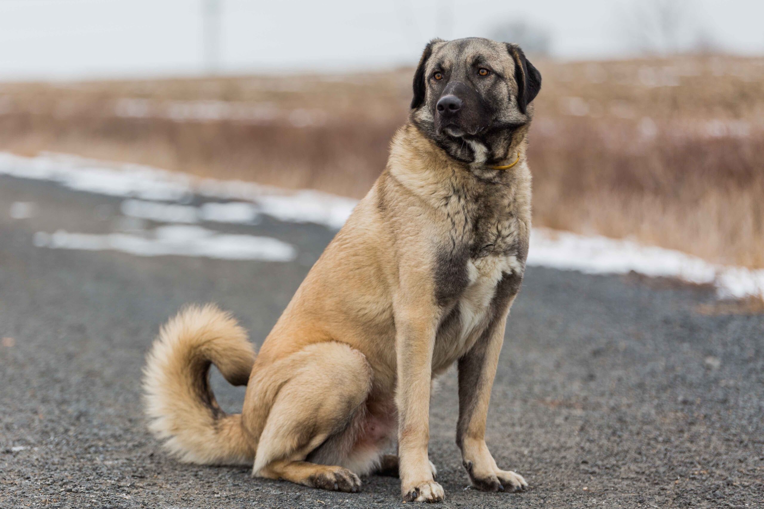 big tan anatolian shepherd dog sitting on a road