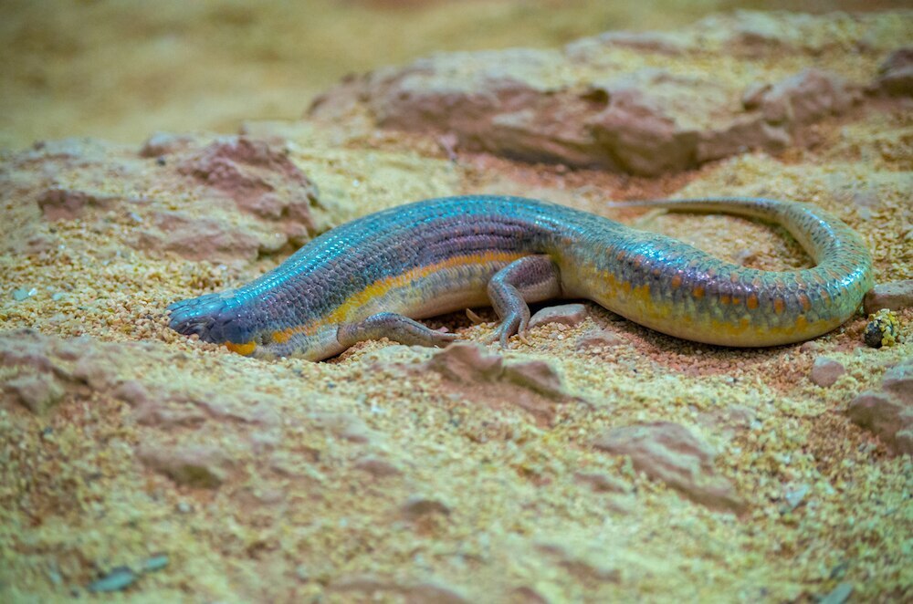 Schneider's skink