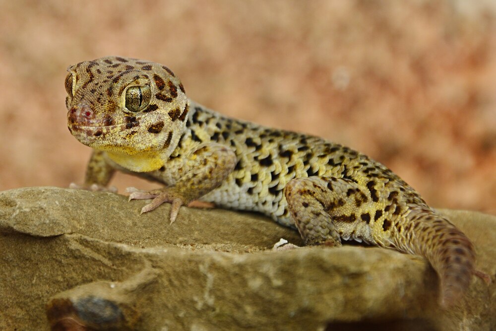 Tibetan frog-eyed gecko