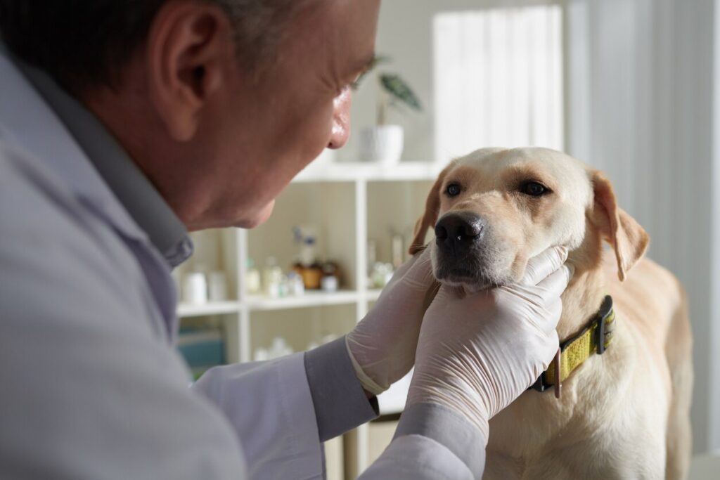A vet examines a dog.