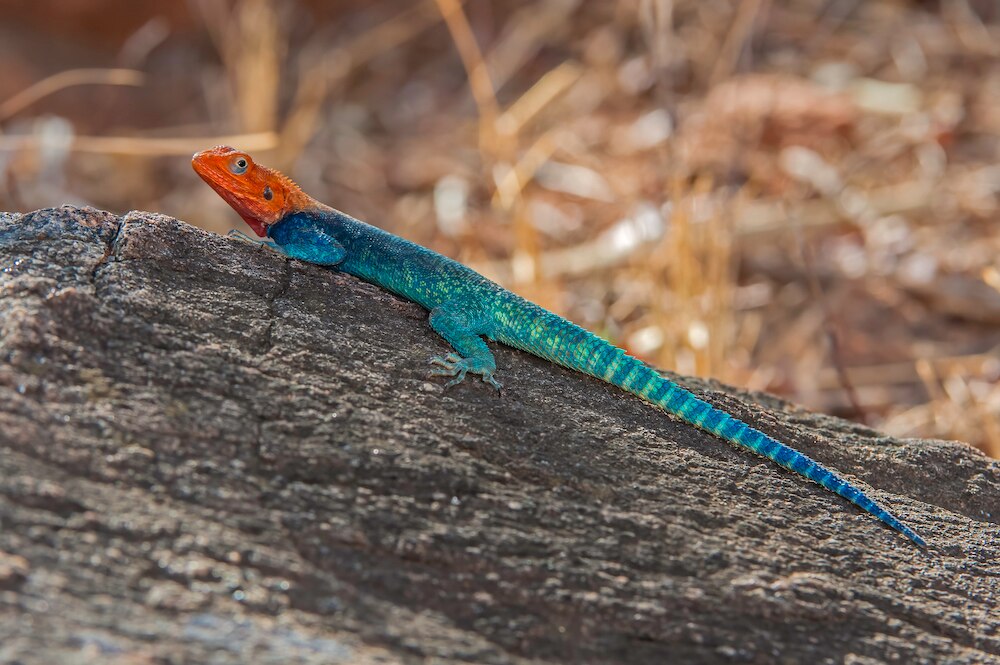 Rainbow lizard