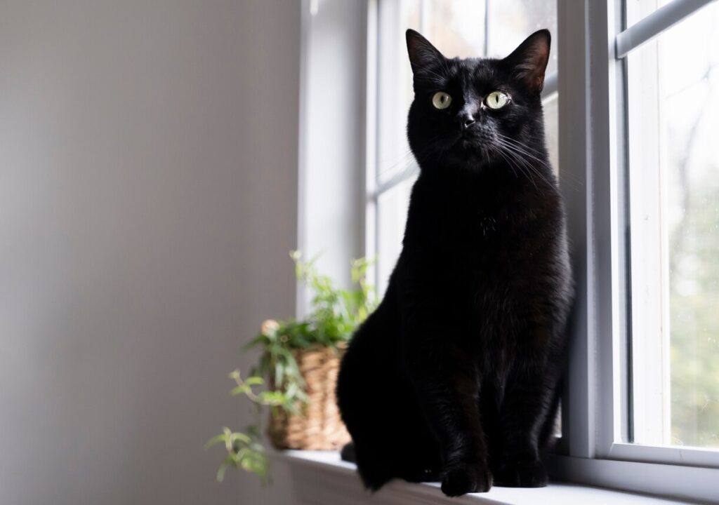 black cat sitting on the windowsill