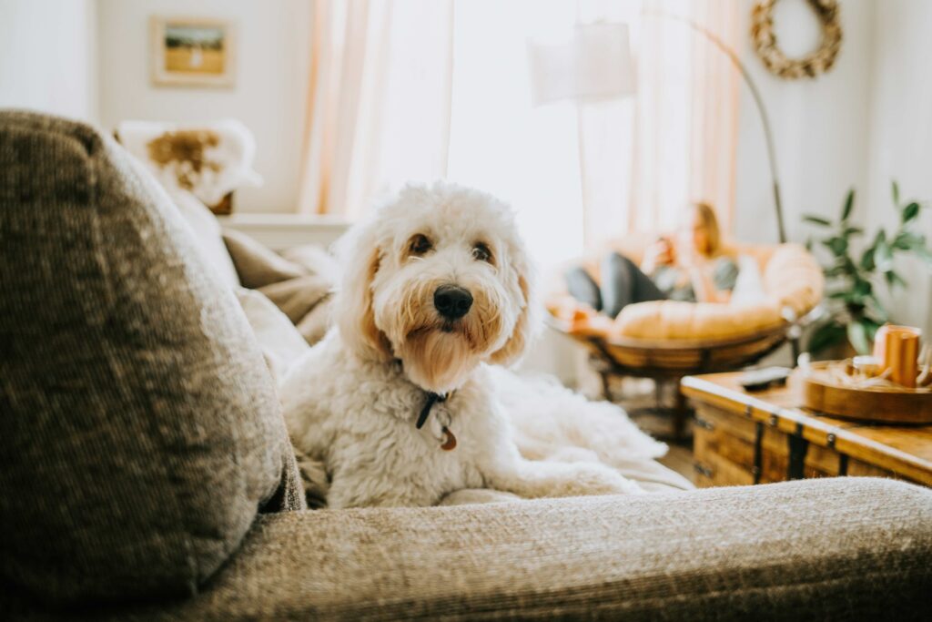white curly-haired dog sitting on a couch and looking at the camera
