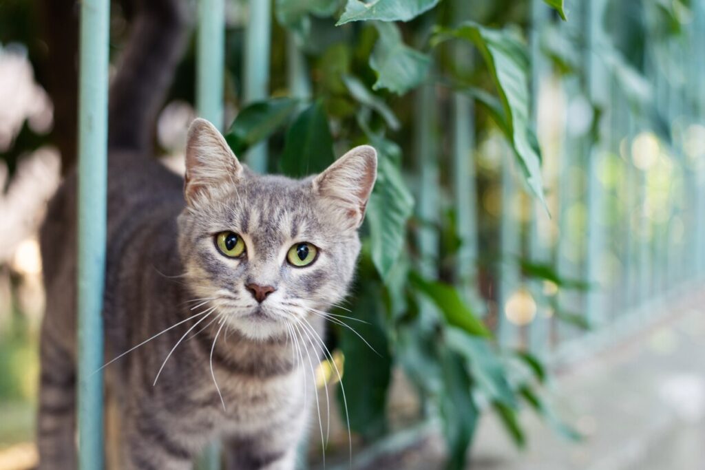 gray cat outside looking at the camera and standing between fence posts