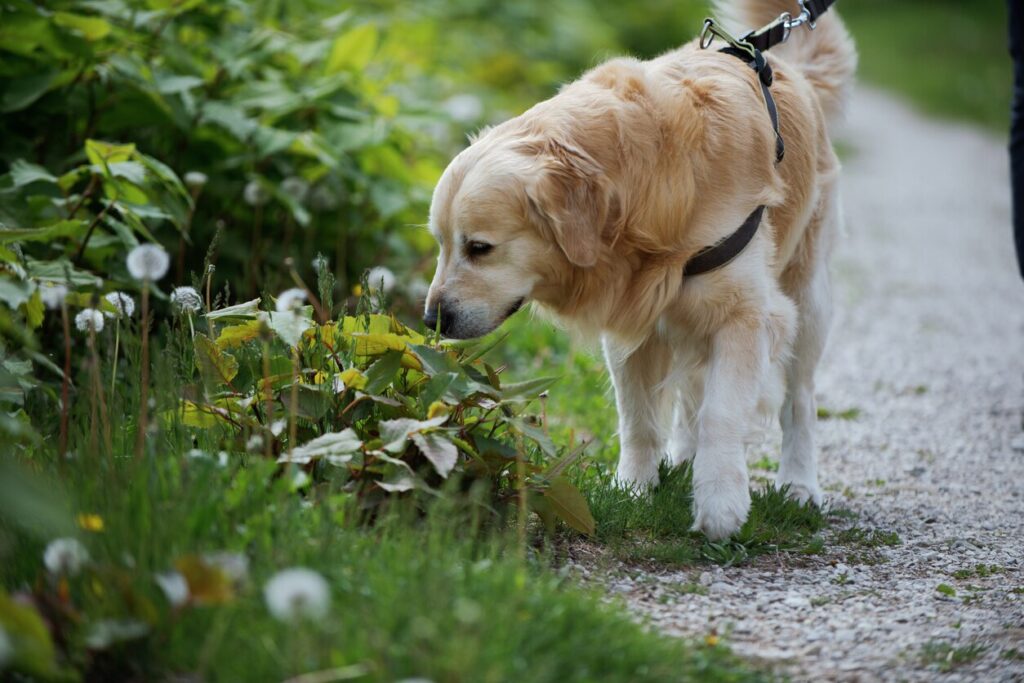 A dog walks by some plants.