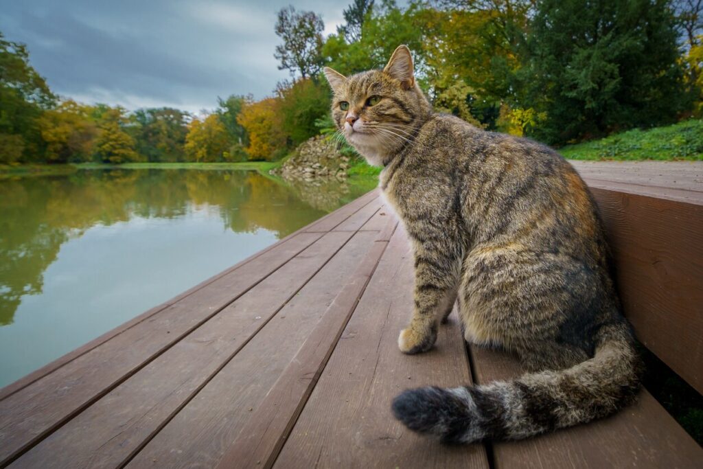 A cat sits on a dock by the water.