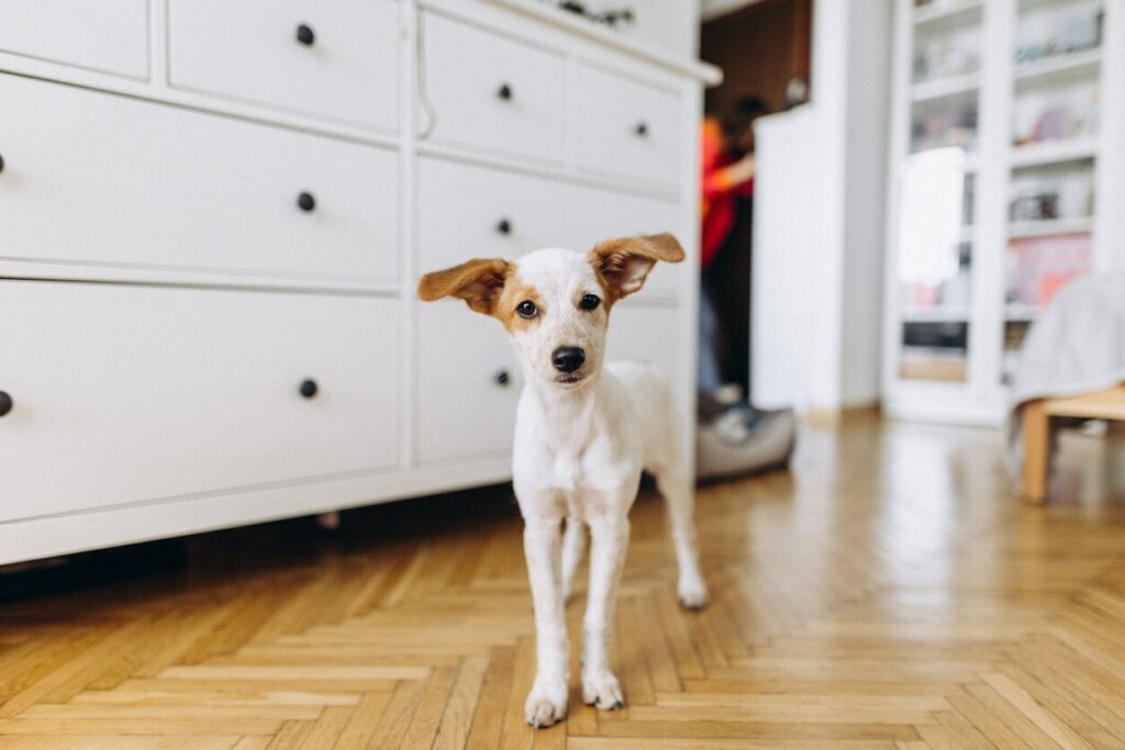 cute small puppy standing in bedroom