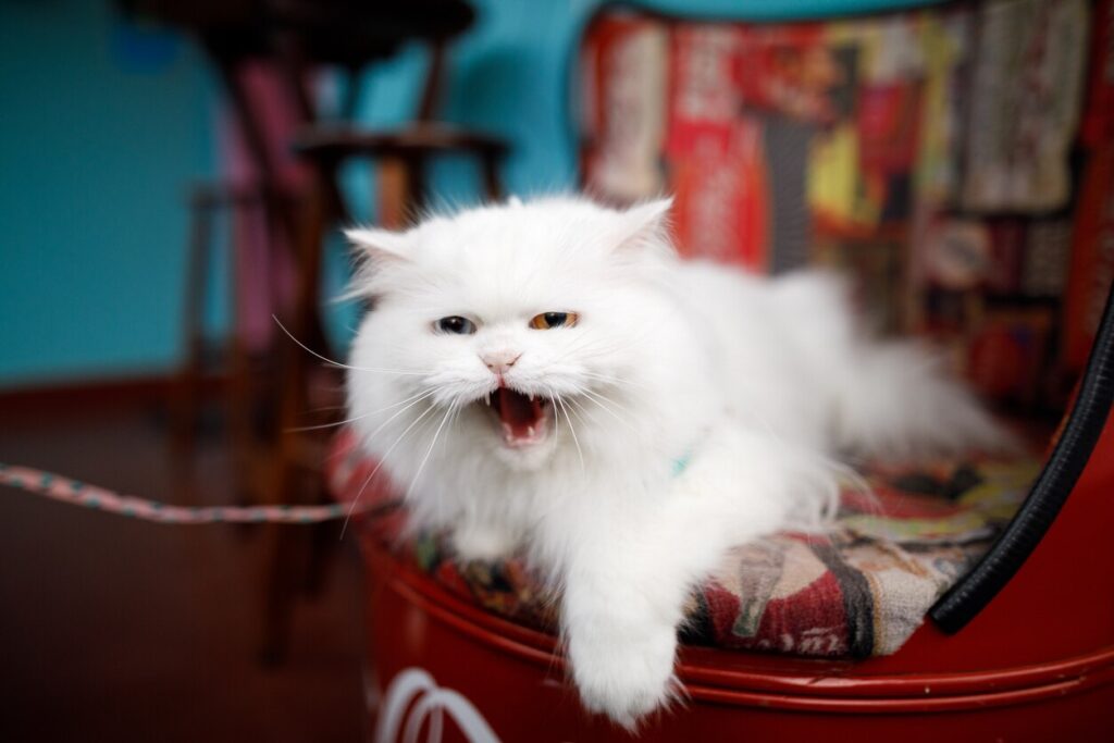 white long-haired cat meowing while laying down