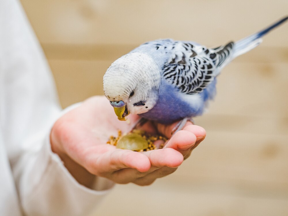Pet bird eating out of hand