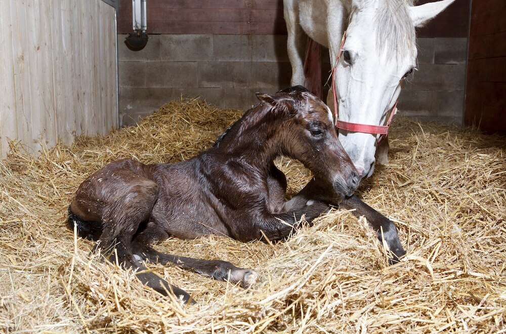 Mare and foal pictured shortly after birth