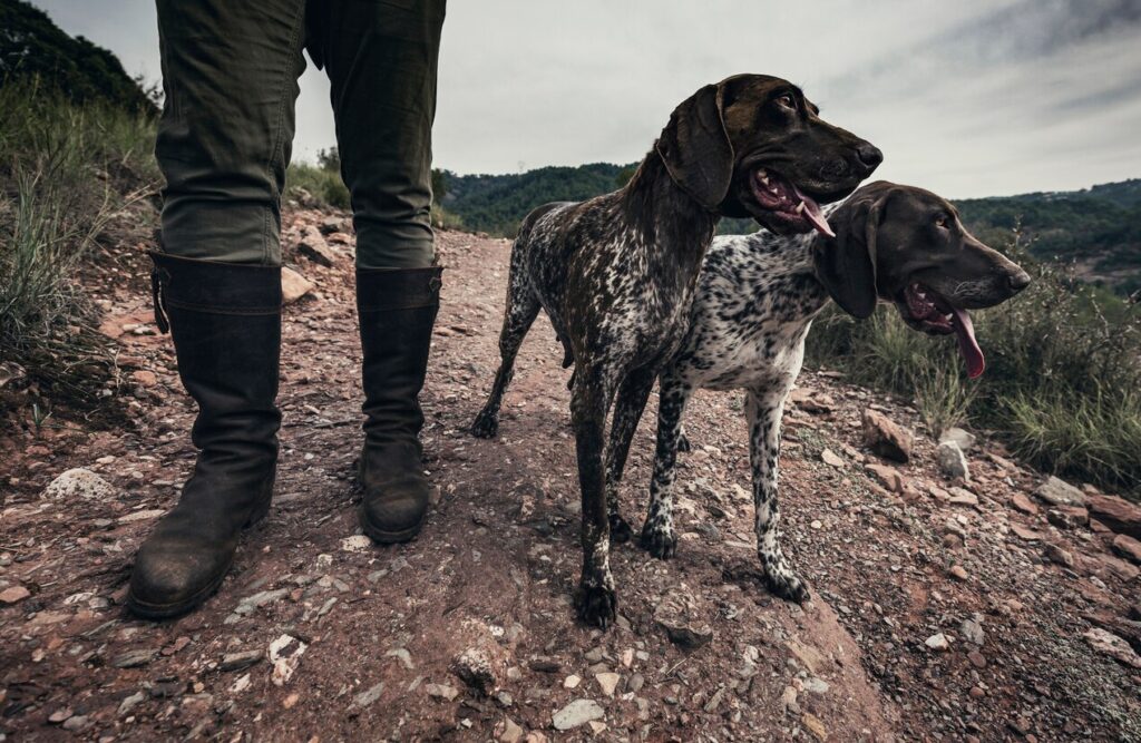 two hunting dogs standing at a hunter's feet