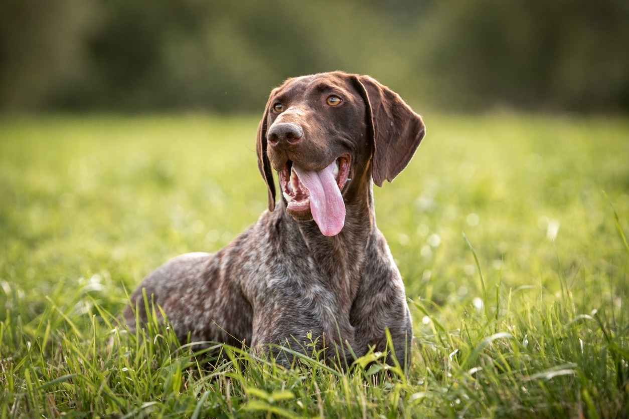 a german shorthaired pointer, one of the best hunting dogs, lying in grass with his tongue out