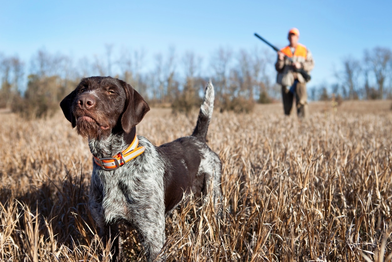 scruffy german wirehaired pointer in the hunting field with a hunter in the background