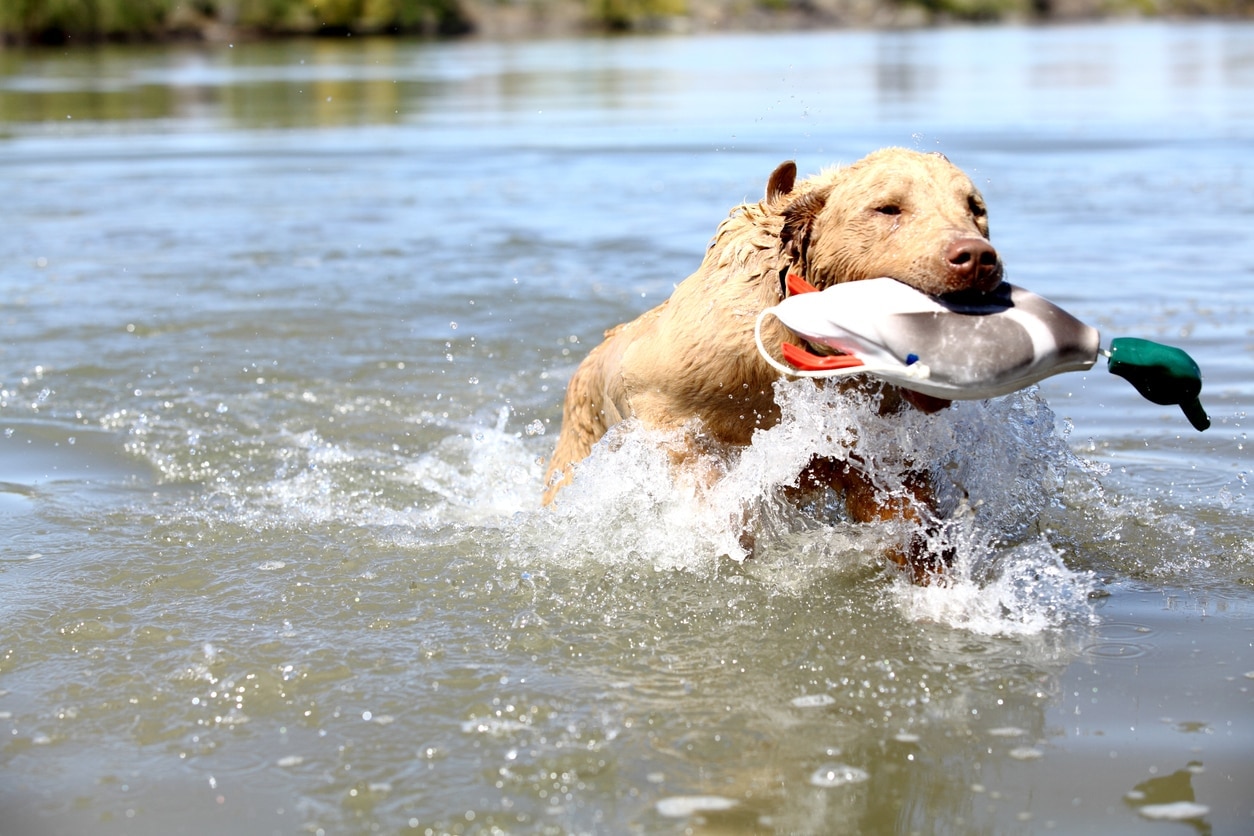 chesapeake bay retriever in the water retrieving a training duck