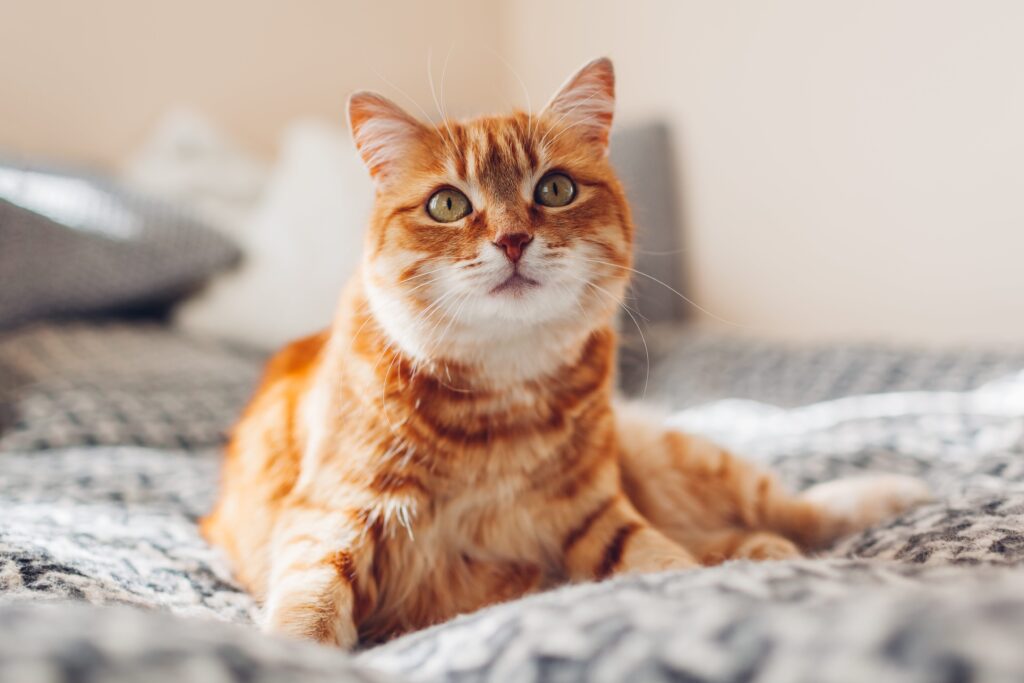 orange tabby cat lounging on a human bed