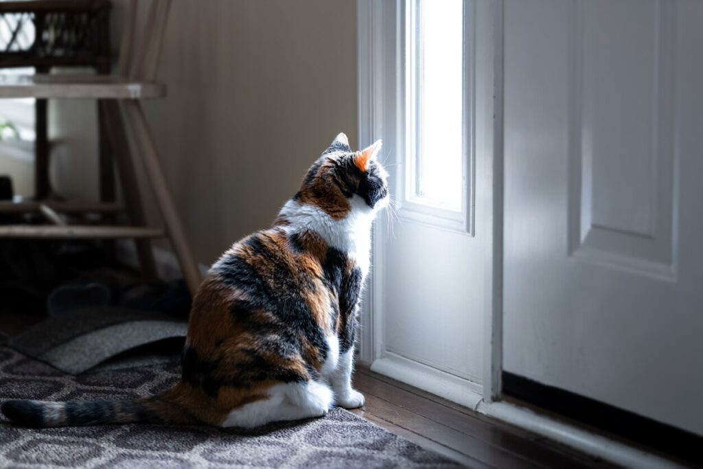 calico cat sitting on the floor and looking out a window