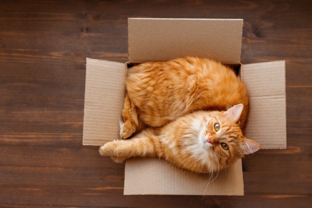 orange cat lying in a cardboard box looking up at the camera
