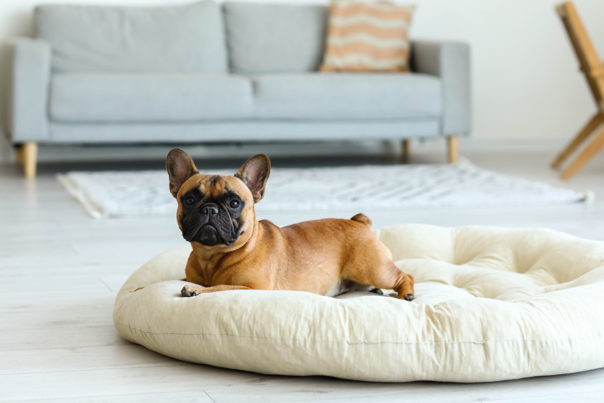 brown french bulldog lying in a dog bed