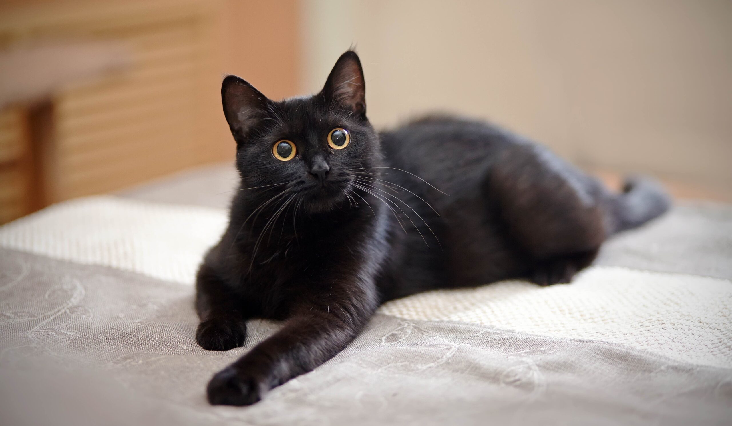 yellow-eyed black cat lying on a bed