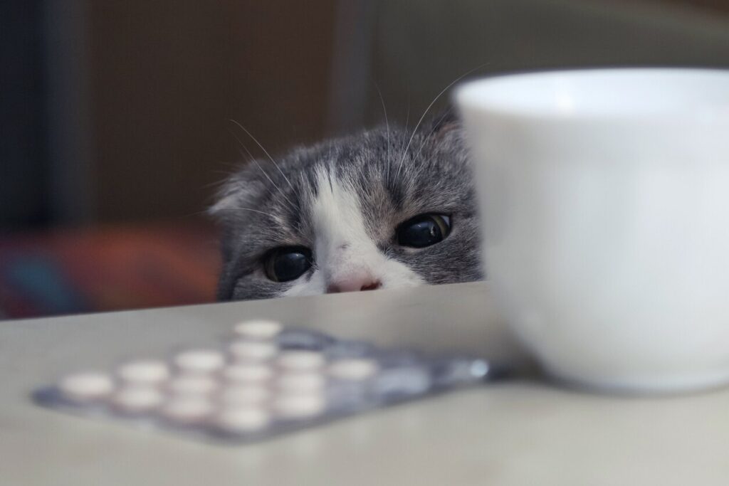 A cat looks curiously at human medication.