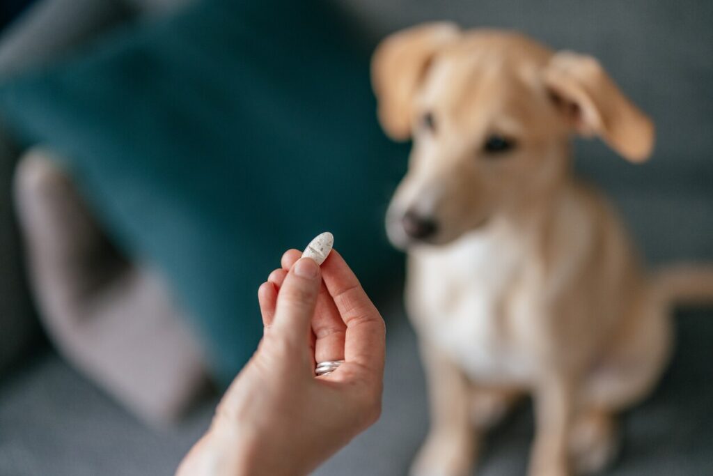 A pet parent looks at a pill with their pup in the foreground.