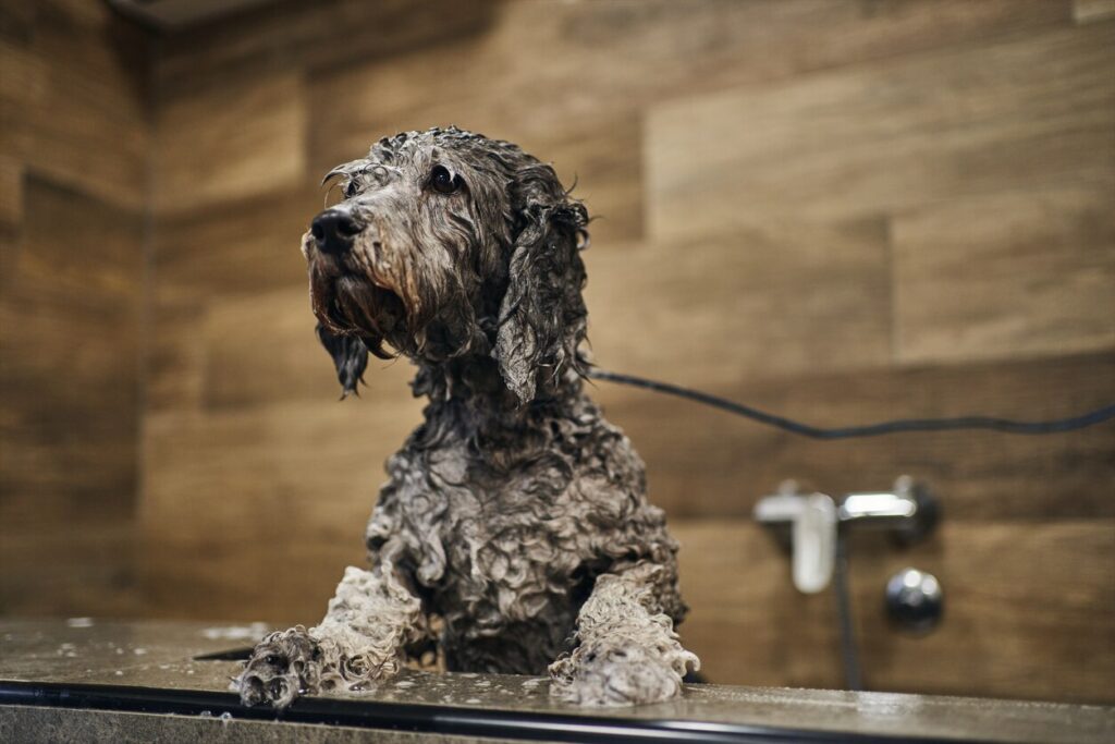 A Labradoodle puppy sits in a bathtub.