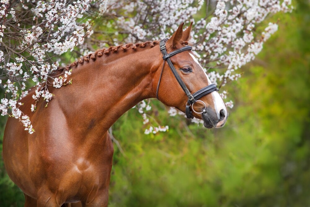 Horse with spring blossom background