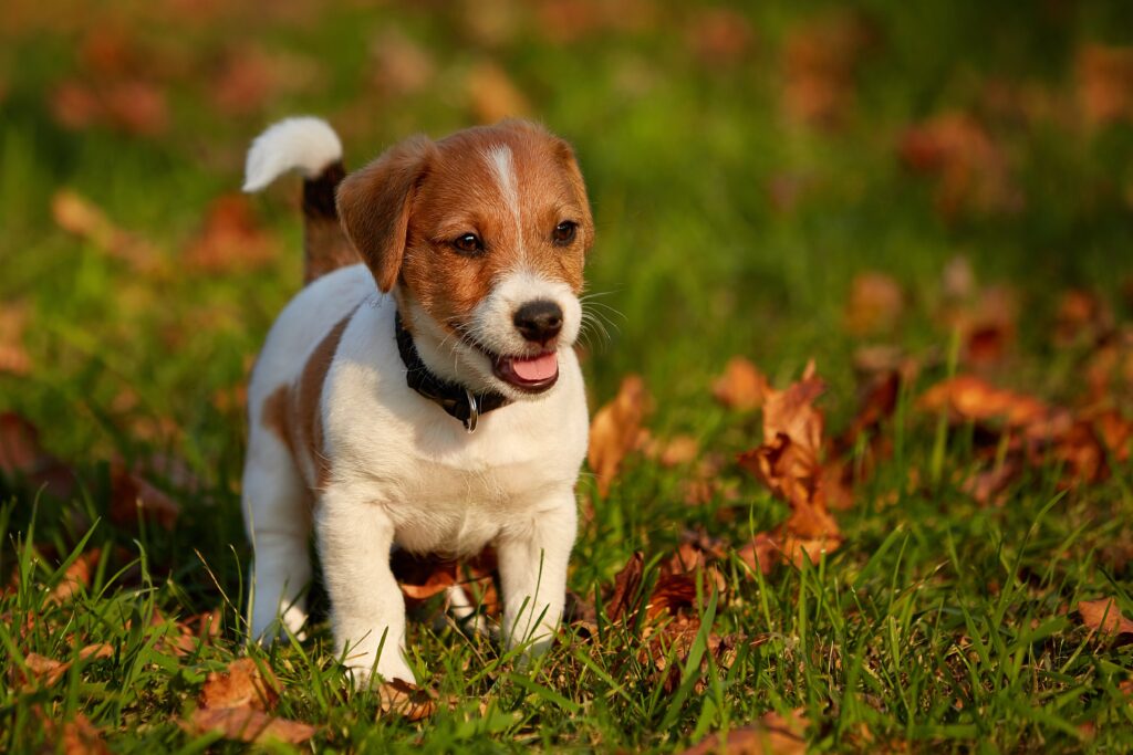 Photo of a new puppy who’ll use all of the necessities on our new puppy checklist