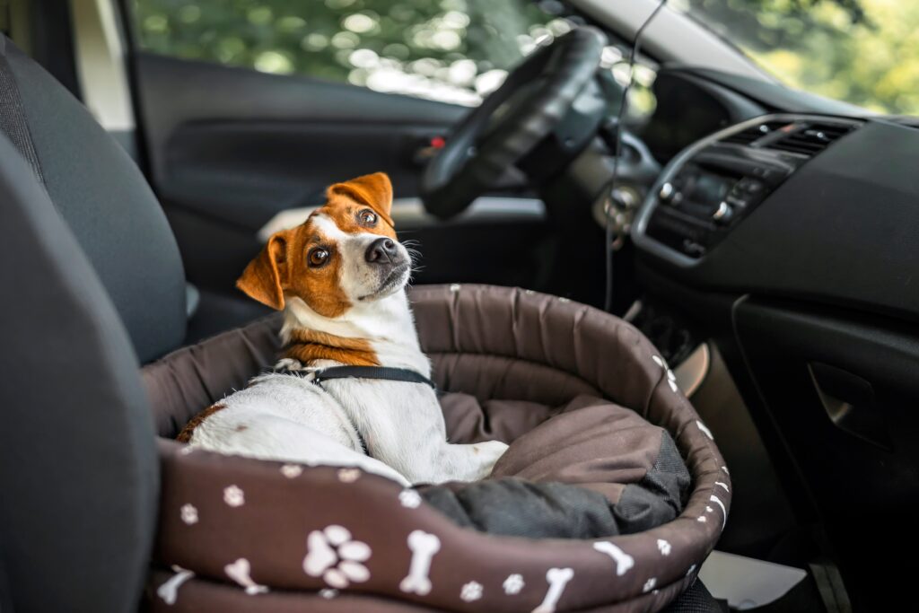 A Jack Russell Terrier sits in a dog bed in the front seat of a car.